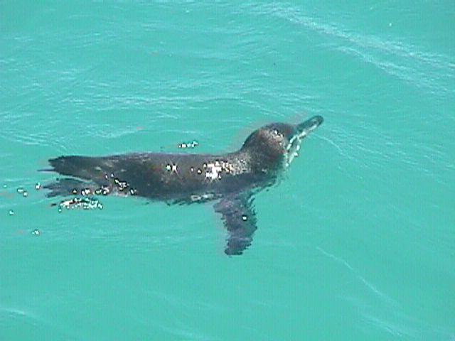 Penguin Swimming